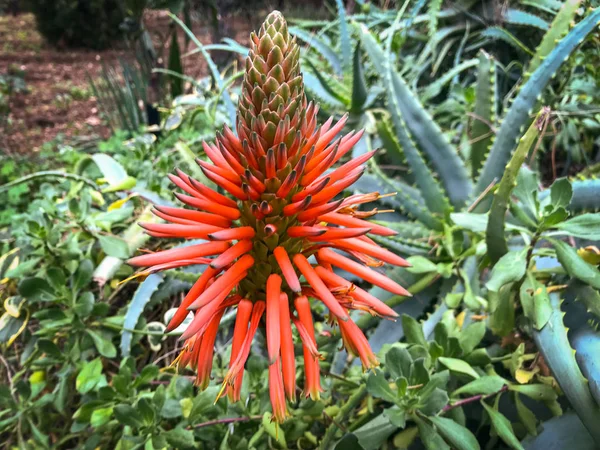 La fleur merveilleuse de la plante de cactus d'aloès — Photo