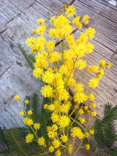 Frumoasa floare de mimosa — Fotografie, imagine de stoc