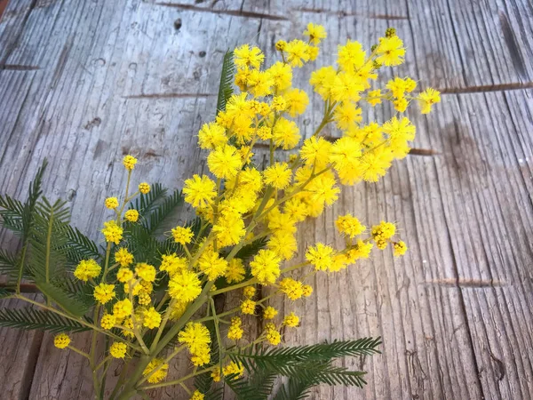 Frumoasa floare de mimosa — Fotografie, imagine de stoc