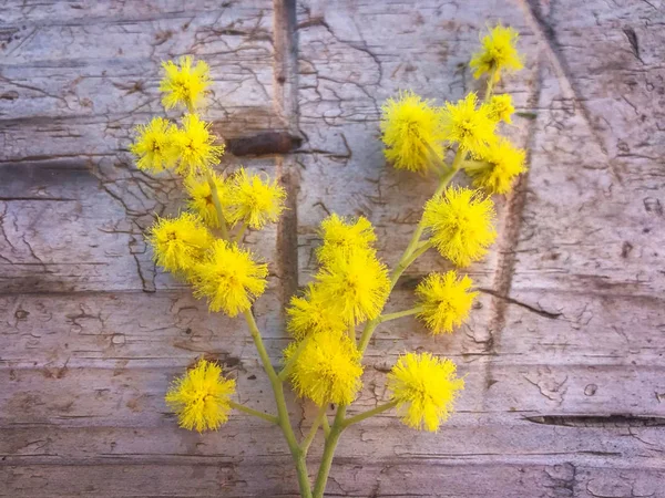 Красивый цветок мимозы — стоковое фото
