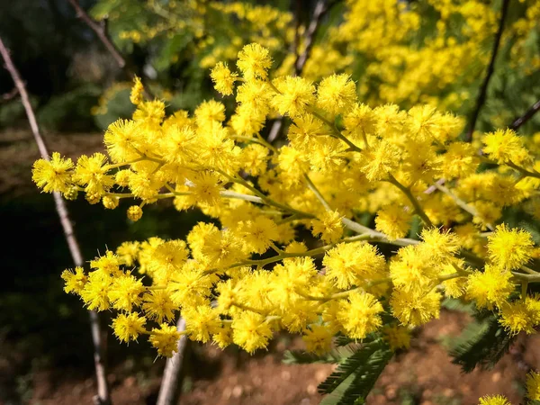 Hermosa flor mimosa — Foto de Stock