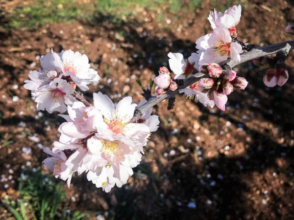 Hermosas almendras florecen — Foto de Stock