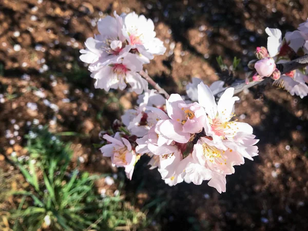 Hermosas almendras florecen — Foto de Stock