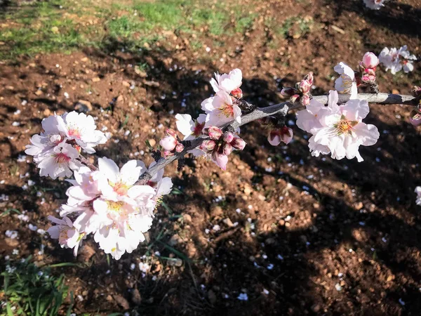 Beautiful almonds blossoms — Stock Photo, Image