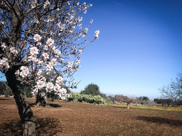 Lindas amêndoas flores — Fotografia de Stock