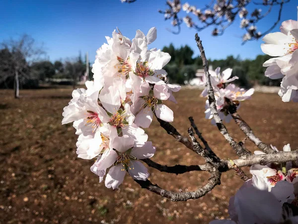 Hermosas almendras florecen — Foto de Stock