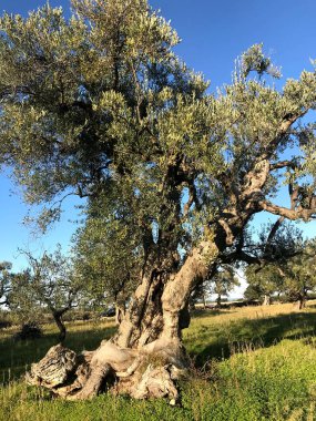 Secular olive trees in Puglia