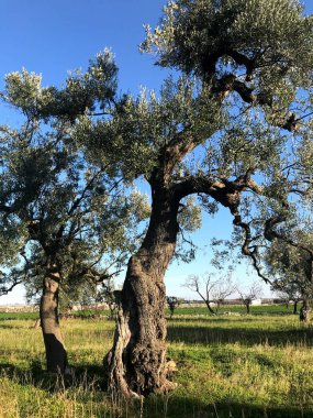 Secular olive trees in Puglia