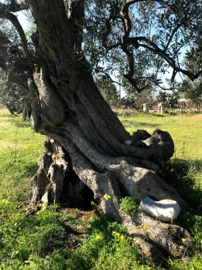 Secular olive trees in Puglia