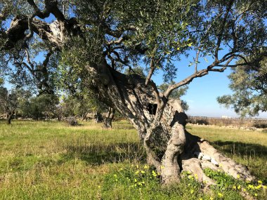 Secular olive trees in Puglia