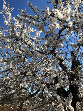 Beautiful almonds blossoms