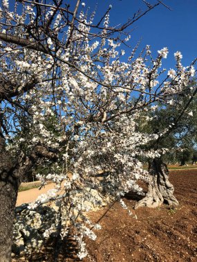 Beautiful almonds blossoms