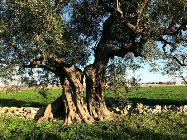 Olivos seculares en Puglia — Foto de Stock