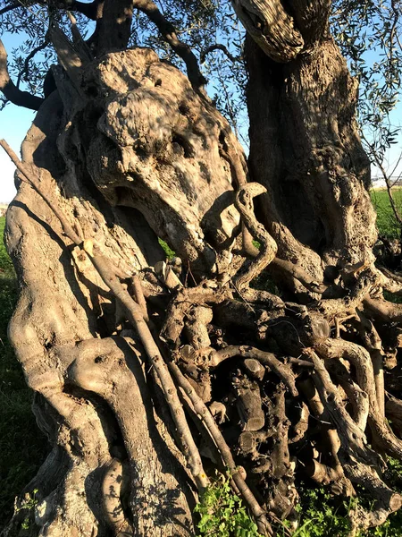 Secular olive trees in Puglia — Stockfoto