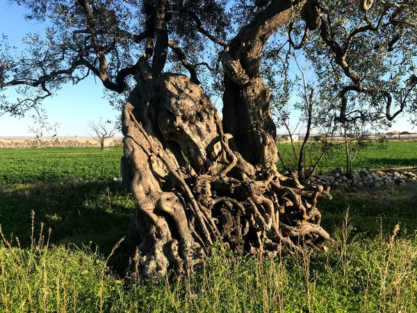 Azeitonas seculares em Puglia — Fotografia de Stock