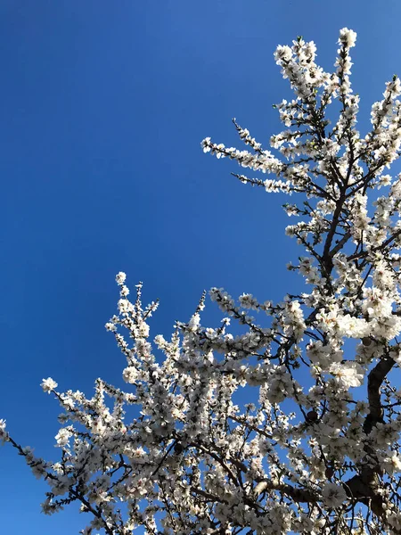 Beautiful almonds blossoms — Stock Photo, Image