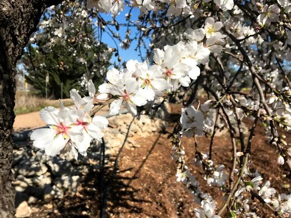 Hermosas almendras florecen — Foto de Stock