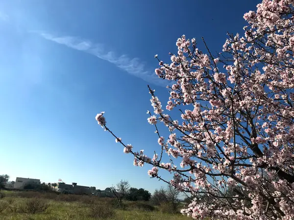 Krásné mandlové květy — Stock fotografie