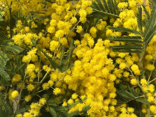 Beautiful Bouquet Yellow Flowers Women Day — Stock Photo, Image