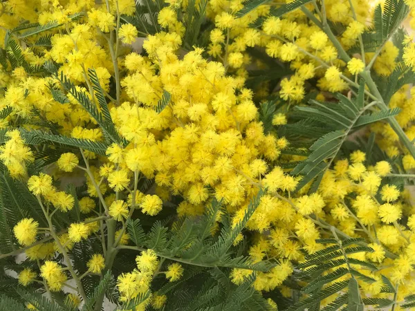 Buchet Frumos Flori Galbene Pentru Ziua Femeilor — Fotografie, imagine de stoc