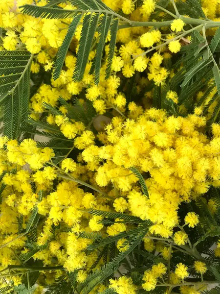 Прекрасный Букет Желтых Цветов Женский День — стоковое фото