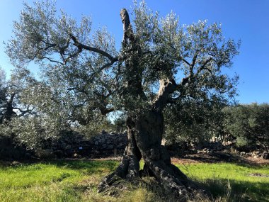 The amazing secular olive trees in the south of Italy, Puglia