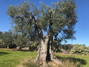 The amazing secular olive trees in the south of Italy, Puglia