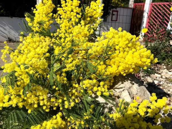 Hermoso Árbol Flores Mimosa Plena Floración — Foto de Stock