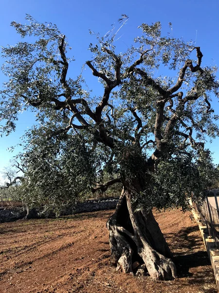 The amazing secular olive trees in the south of Italy, Puglia