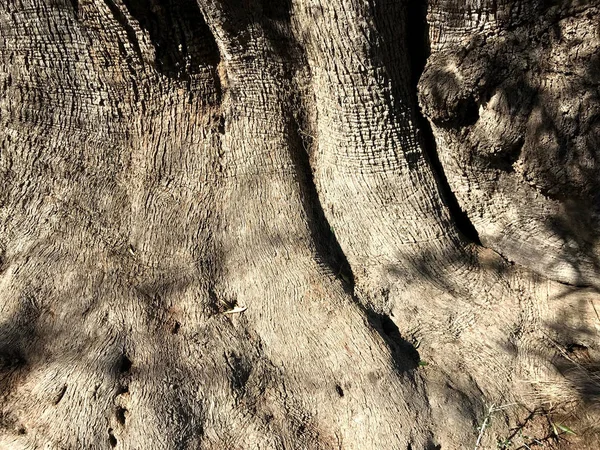 Los Increíbles Olivos Seculares Sur Italia Puglia — Foto de Stock