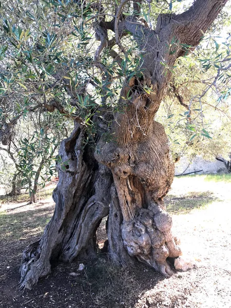 Amazing Secular Olive Trees South Italy Puglia — Stockfoto