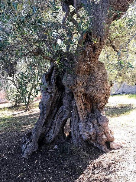 Úžasné Sekulární Olivovníky Jihu Itálie Puglia — Stock fotografie