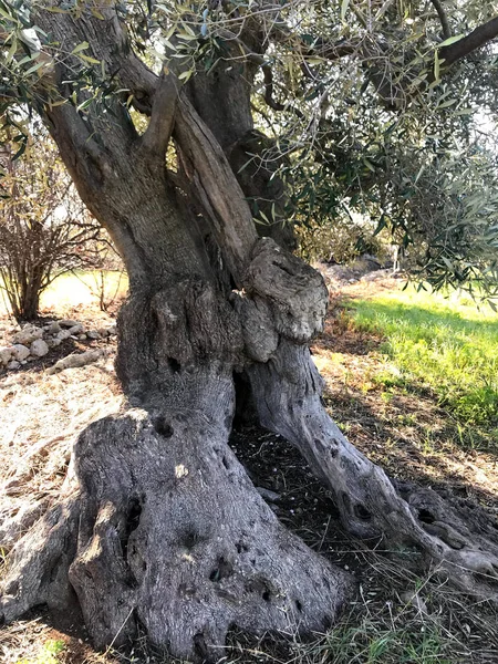Los Increíbles Olivos Seculares Sur Italia Puglia —  Fotos de Stock