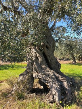 The amazing secular olive trees in the south of Italy, Puglia