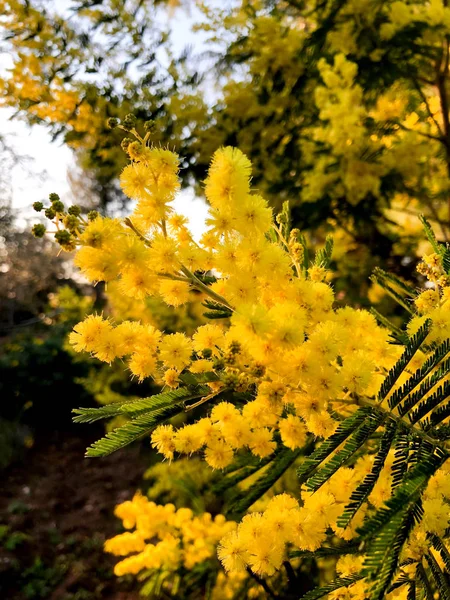 Frumos Copac Flori Mimosa Floare Plină — Fotografie, imagine de stoc
