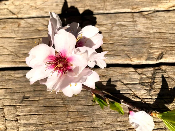Beautiful almond blossom anticipating the spring season in Puglia