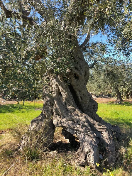 Pohon Zaitun Sekuler Yang Menakjubkan Italia Selatan Puglia — Stok Foto