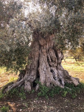 The amazing secular olive trees in the south of Italy, Puglia