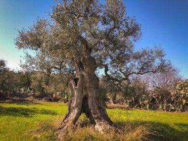 The amazing secular olive trees in the south of Italy, Puglia