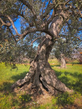 The amazing secular olive trees in the south of Italy, Puglia
