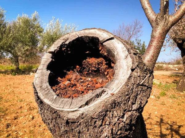 Hole in the trunk of a secular olive trees in the south of Italy, Puglia