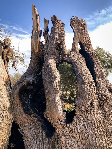 Los Increíbles Olivos Seculares Sur Italia Puglia —  Fotos de Stock