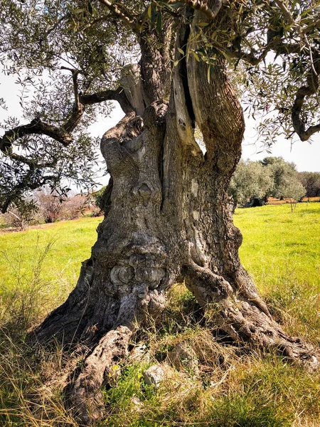 Úžasné Sekulární Olivovníky Jihu Itálie Puglia — Stock fotografie