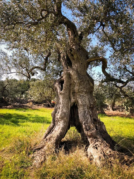 Úžasné Sekulární Olivovníky Jihu Itálie Puglia — Stock fotografie