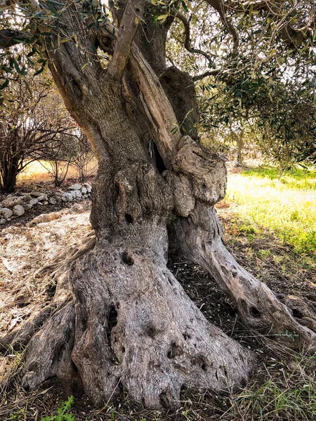 Amazing Secular Olive Trees South Italy Puglia — Stockfoto