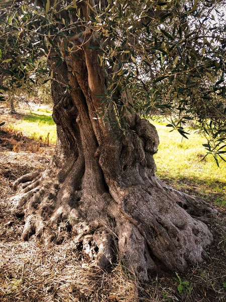 Amazing Secular Olive Trees South Italy Puglia — Stockfoto