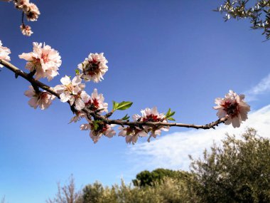 Beautiful almond blossom anticipating the spring season in Puglia
