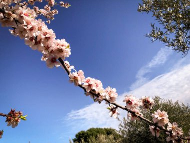 Beautiful almond blossom anticipating the spring season in Puglia