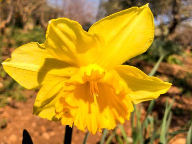 Kadınlar günü için güzel bir buket sarı çiçek.