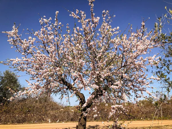 Hermosa Flor Almendra Anticipando Temporada Primavera Puglia — Foto de Stock